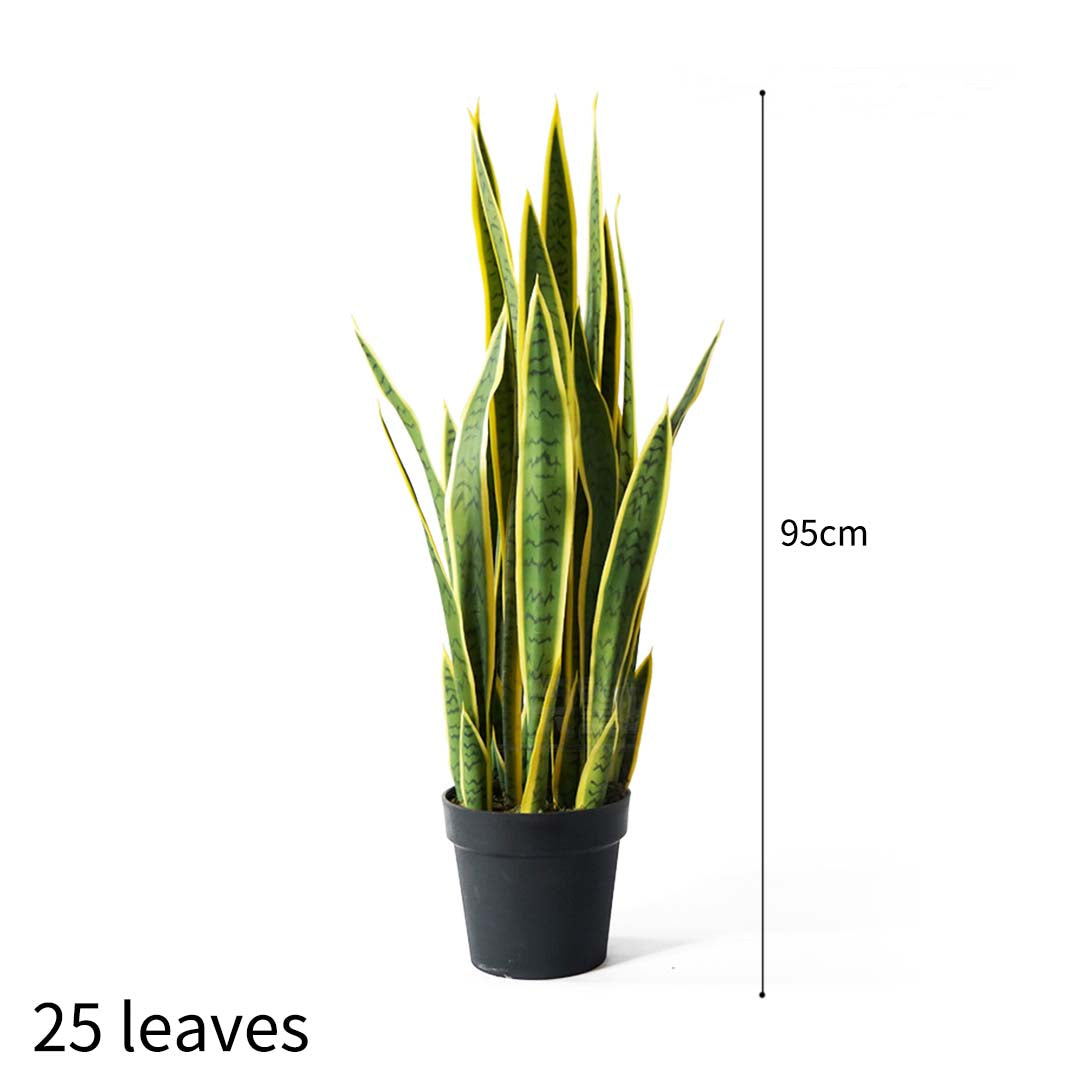 95cm-Tiger Piran with Yellow edge has 25 leaves and 95cm height