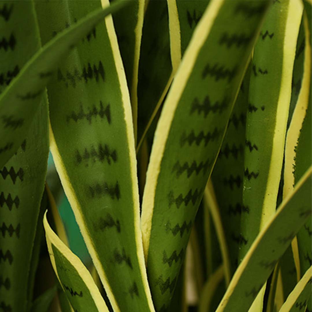 95cm Tiger Piran with Yellow edge- leaf pattern close up