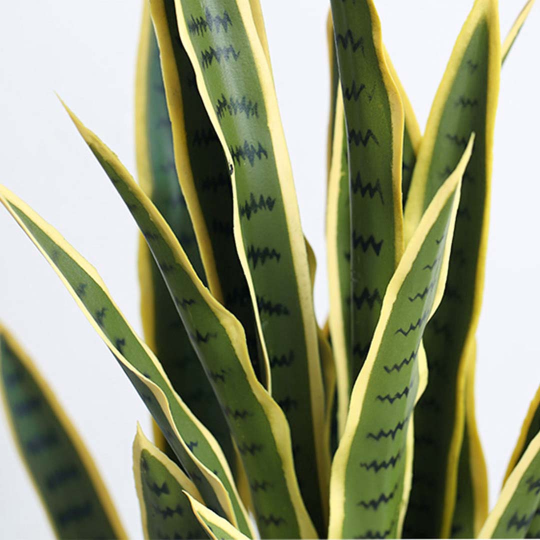 Tiger Piran with Yellow edge- multiple leaves close up