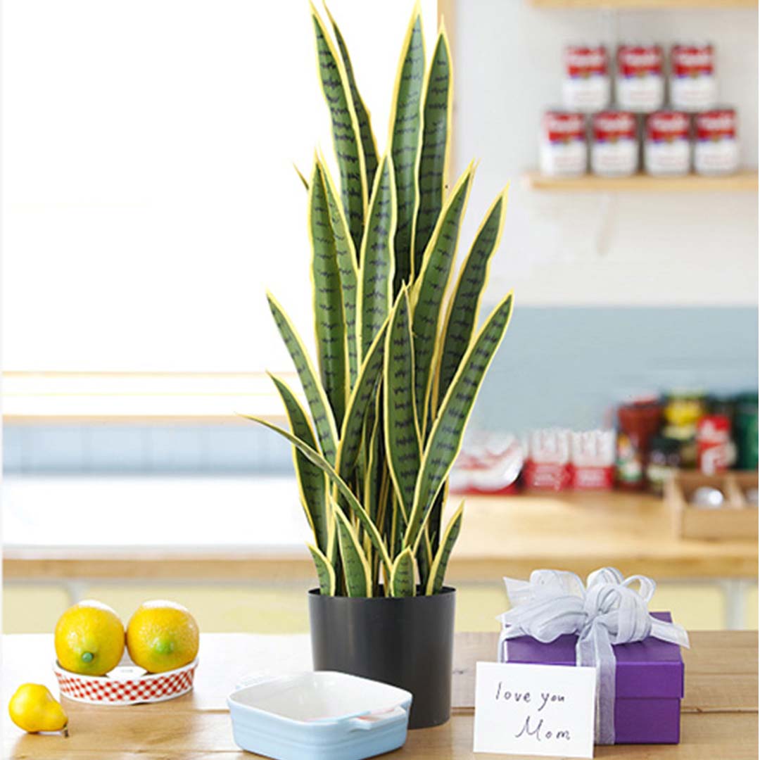 Tiger Piran with Yellow edge- image showing plant on a table